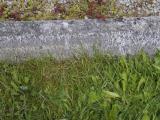 image of grave number 663220